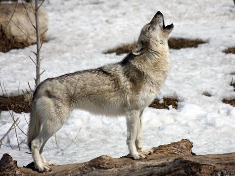 Изображение "С волками жить - по волчьи выть"