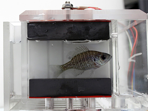 Изображение Ученые-экологи используют поведение рыб для контроля качества воды