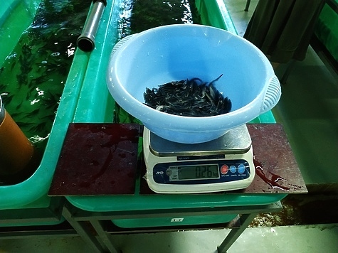 Изображение Угличское водохранилище Тверской области пополнилось стерлядью