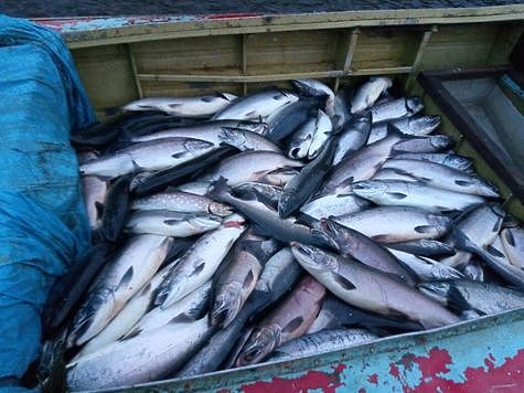 Изображение В ходе лососевой путины в Камчатском крае заведено 75 уголовных дел
