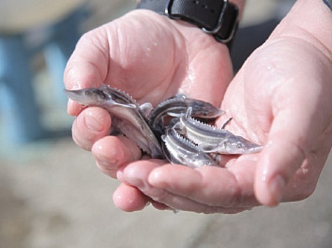 Изображение Ученые оценили эффективность компенсационных выпусков рыбы