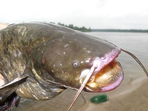 Изображение В Астрахани рыба снизила активность