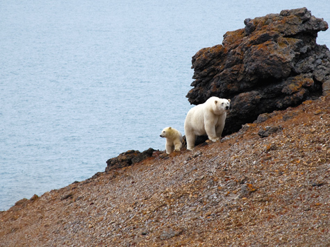 Изображение Остров Врангеля — жемчужина Арктики