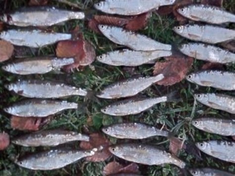 Изображение Московско-Окской рыбоохране крупные браконьеры не попадаются