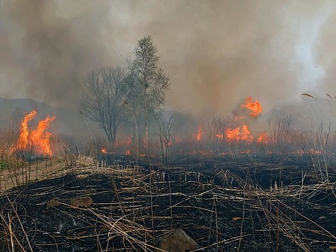 Изображение Рязанские леса горят из-за халатности чиновников?
