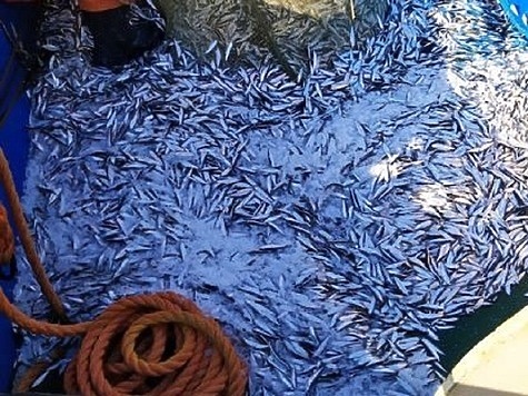 Изображение Какую рыбу сейчас ловят в Волжско-Каспийском бассейне