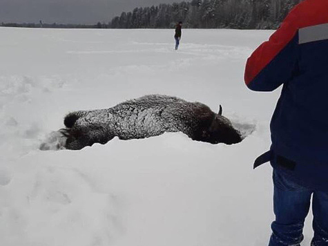 Изображение Брянских зубров расстреляли браконьеры на снегоходах