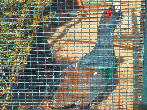 Необыное токование глухаря в зоопарке