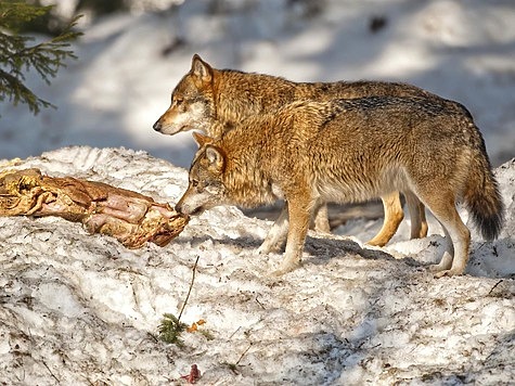 Следы волка: как отличить и что нужно знать - Охотники.ру