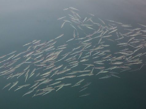 Изображение Рыбозавод  и национальный парк не могут поделить  лосося