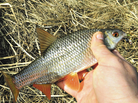 Полезные свойства рыбы плотва для рыбаков