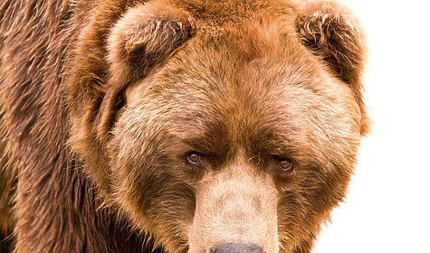 Изображение Медведь убил ягодника в Усть-Илимском районе Иркутской области
