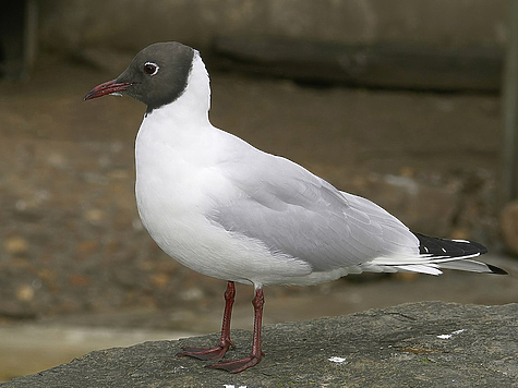 Изображение Озерная чайка: казнить нельзя помиловать