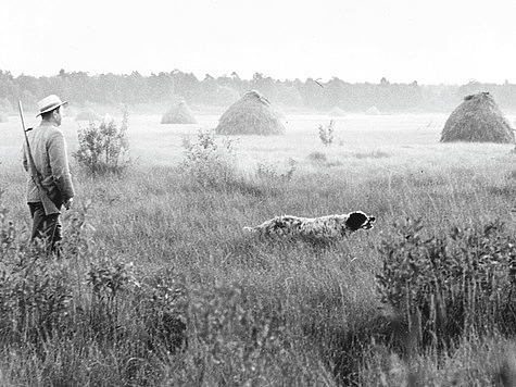 Изображение Сто лет без филд трайлов: история полевых состязаний подружейных собак в России