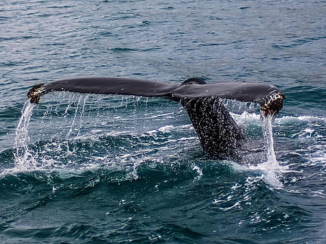 Изображение Охота на китов в Исландии прекратится в 2024 году