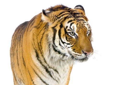 Изображение Тигр напал на охотника защищая добычу