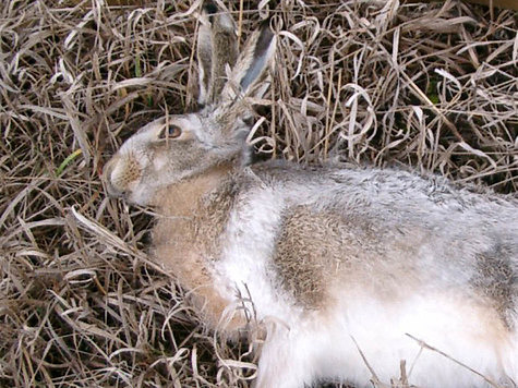 Изображение Браконьеры незаконно добыли пять зайцев в заповеднике