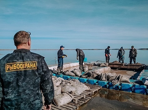 Изображение В Курганской области введена операция Артемия  