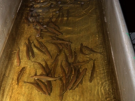 Изображение Никольский рыбозавод вновь станет центром аквакультуры