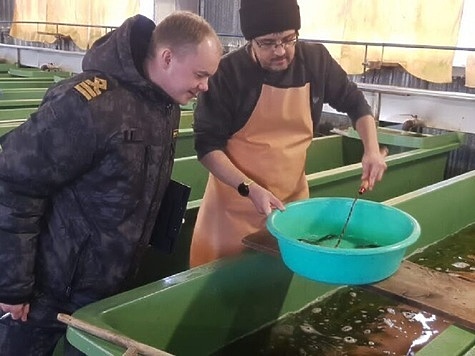 Изображение Реки северо-запада зарыбляют семгой 