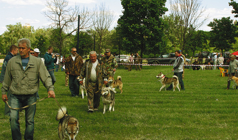 Изображение Выставки  охотничьих собак  и проблемы  вне стандарта