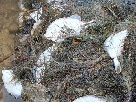 Изображение Результаты работы калининградской рыбоохраны