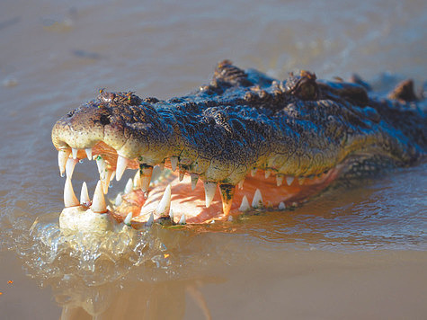 Изображение Крокодилы в Клязьме - реальный случай
