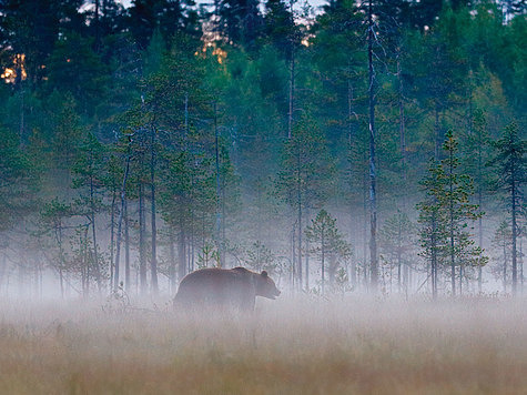 Изображение Медведь - хозяин леса