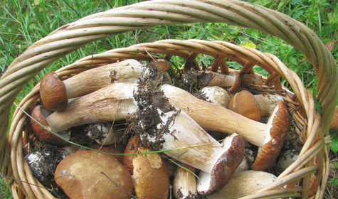 белые грибы в корзине