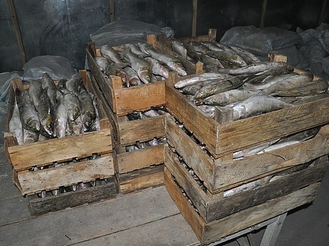 Изображение В Астрахани нашли браконьерский рыбный склад