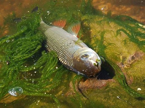 Изображение В Самаре увеличивают суточную норму вылова рыбы