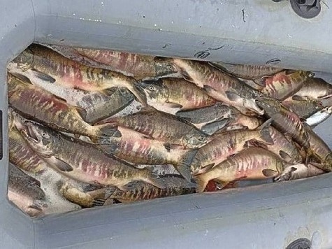 Изображение Рыбоохрана на реке Авача задержала двух браконьеров 