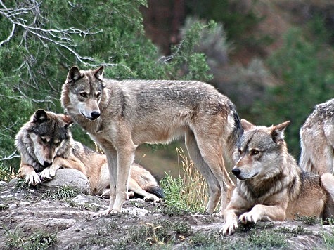 Изображение Волки павшие жертвами волков