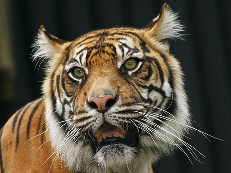 Изображение Неуловимый тигр-собакоед минует расставленные ловушки