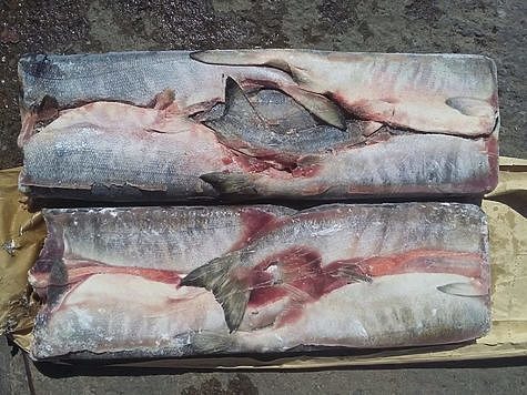 Изображение Браконьерскую рыбу хранили на предприятии рыбопереработки
