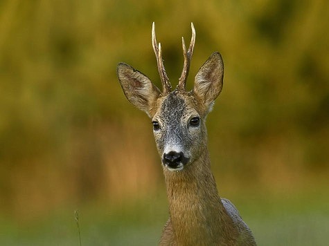 Изображение Воронежские браконьеры незаконно добыли косулю