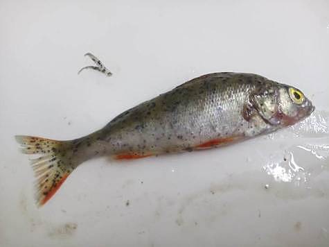 Изображение Биологи предупреждают об опасной рыбе