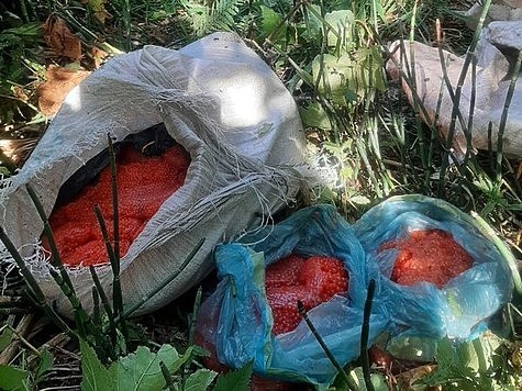 Изображение У браконьеров изъяли 35 кг красной икры 