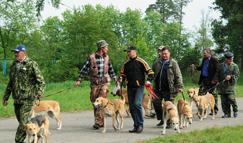 Изображение Ивановская областная выставка охотничьих собак
