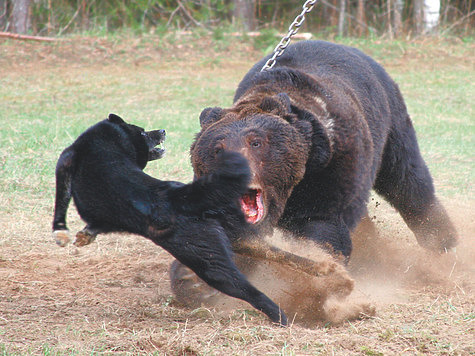 Изображение Селигер – 2019: прошли состязания лаек по медведю