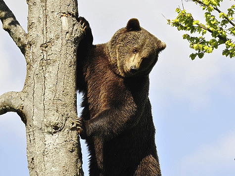 Изображение Супруги спаслись от медведя на дереве