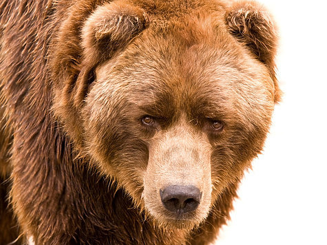 Изображение Женщина не смогла оправиться от нападения медведя
