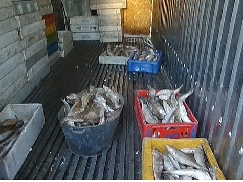 Изображение Отчет Калининградской рыбоохраны 