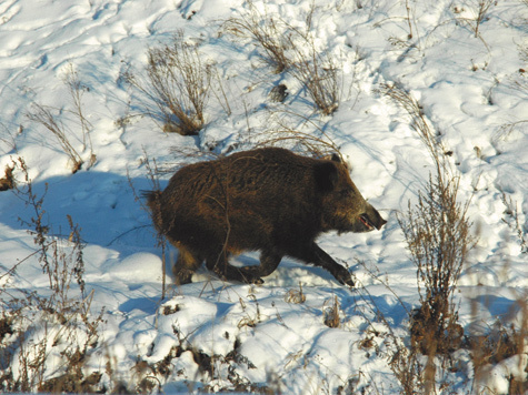 Время рассудит