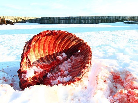 Изображение 8 мешков с лосиным мясом изъяли у новосибирского браконьера