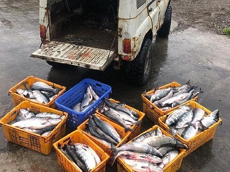 Изображение  Задержан браконьер с полтонной лосося