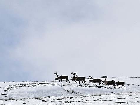 Изображение Таймыр: дикие северные олени и браконьерство 