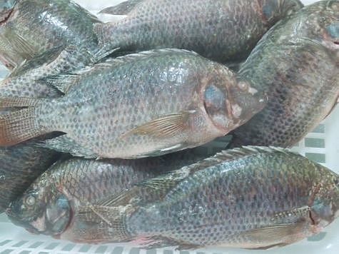 Изображение Временно прекращены поставки рыбы из Китая