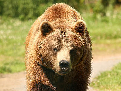 Изображение Подмосковным медведям бабье лето пришлось не по нраву