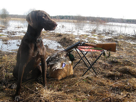 Изображение Калининградские охотники могут остаться без весенней охоты